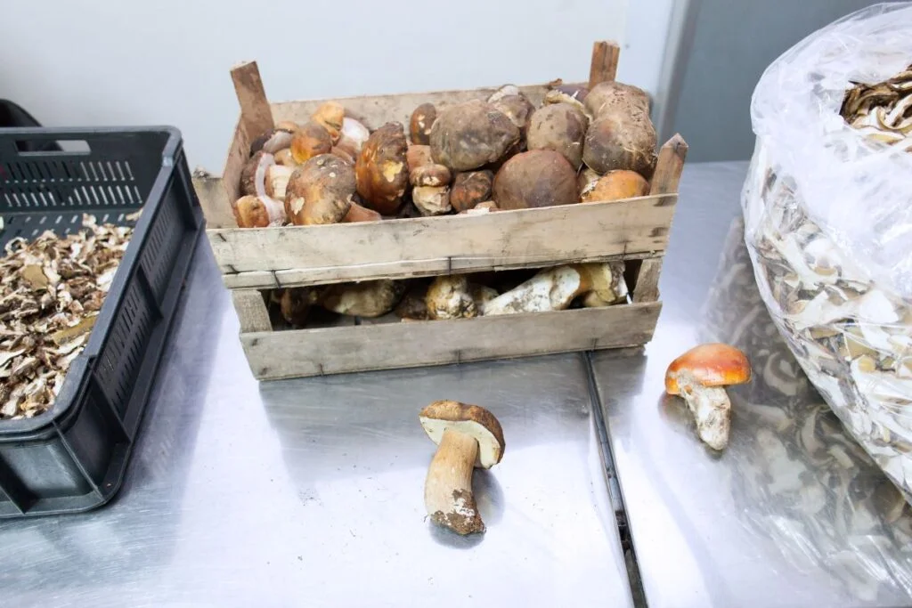 Mushroom Storage and Safety