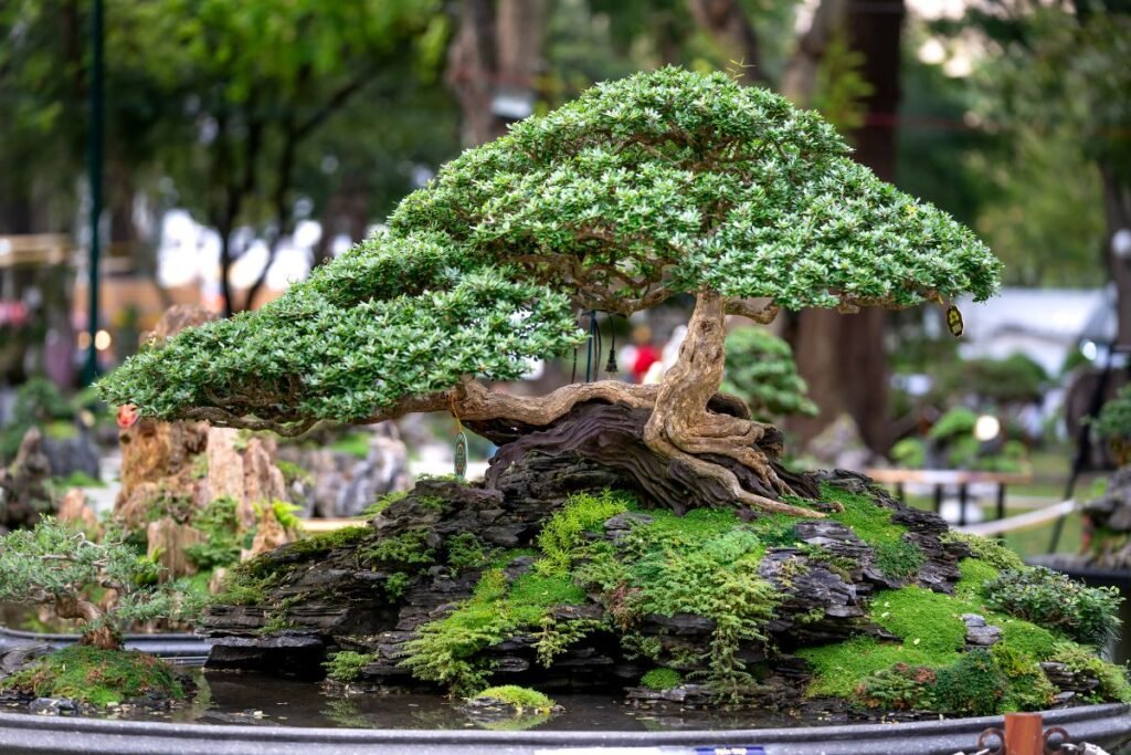Perfect Bonsai Gifts Any Occasion