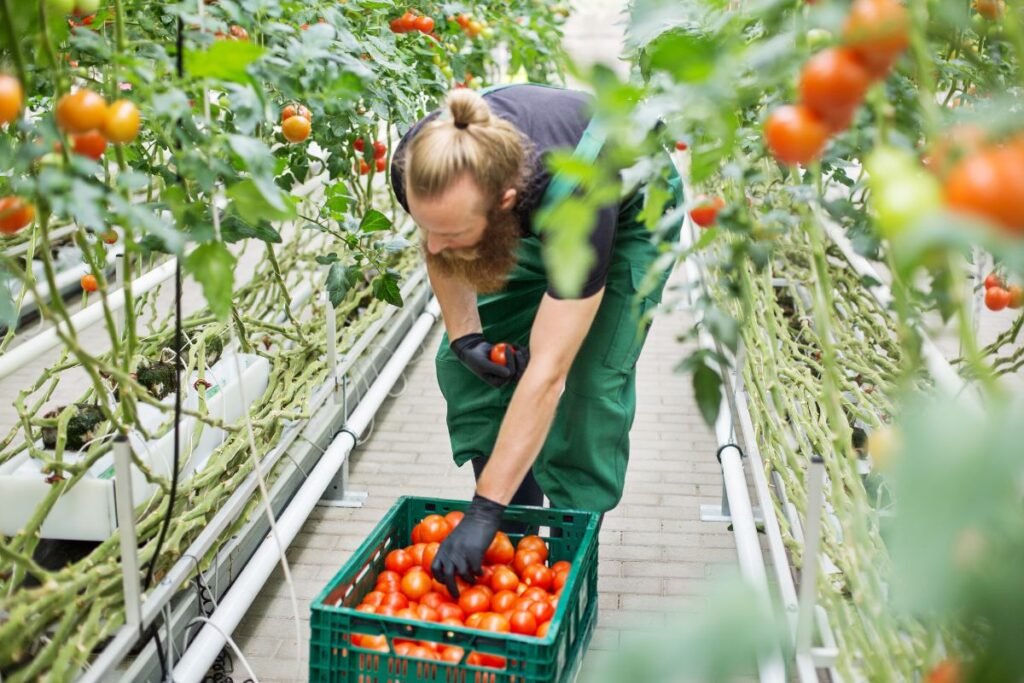 Planting Tomatoes for Uninterrupted Harvests