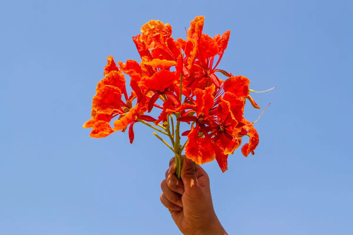 Royal Poinciana Bonsai Flame Tree Care: Expert Growing Guide