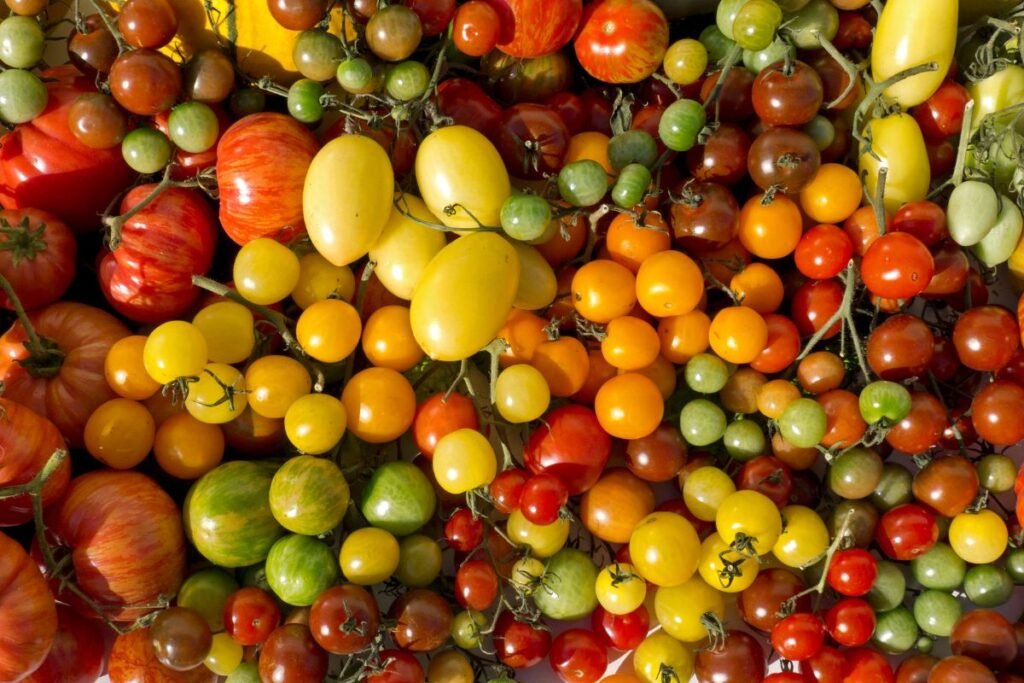 Selecting Tomato Varieties for Continuous Growth