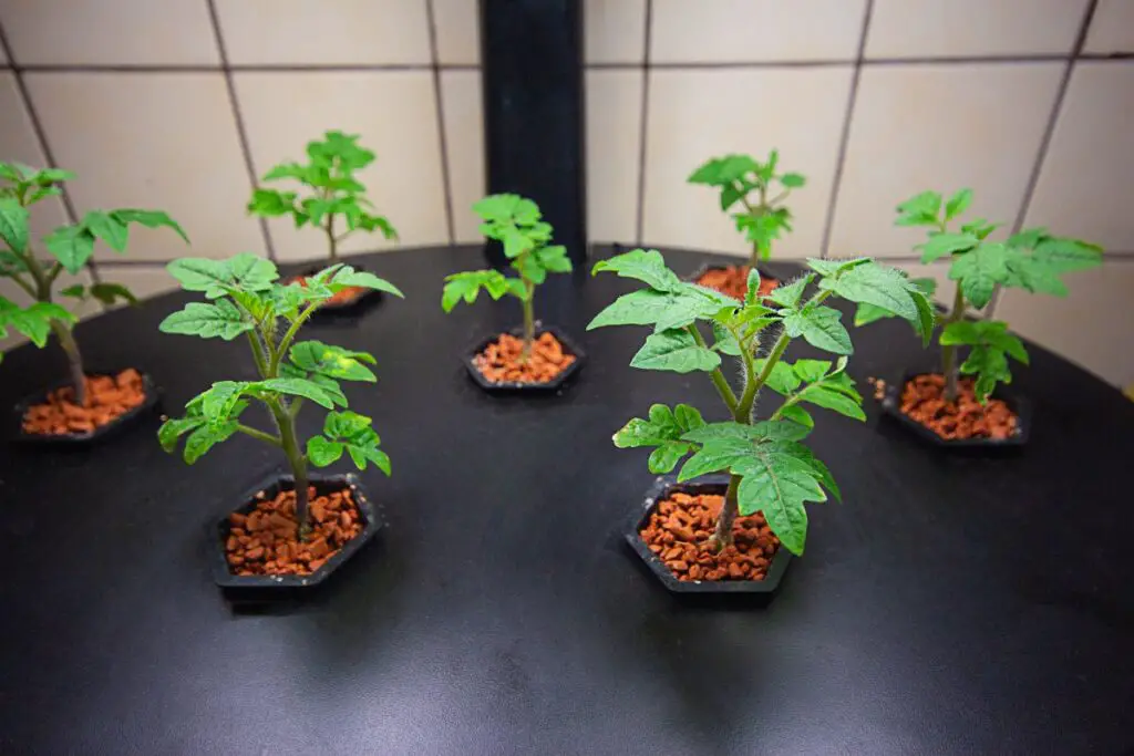 Setting Up Indoor Tomato Gardens