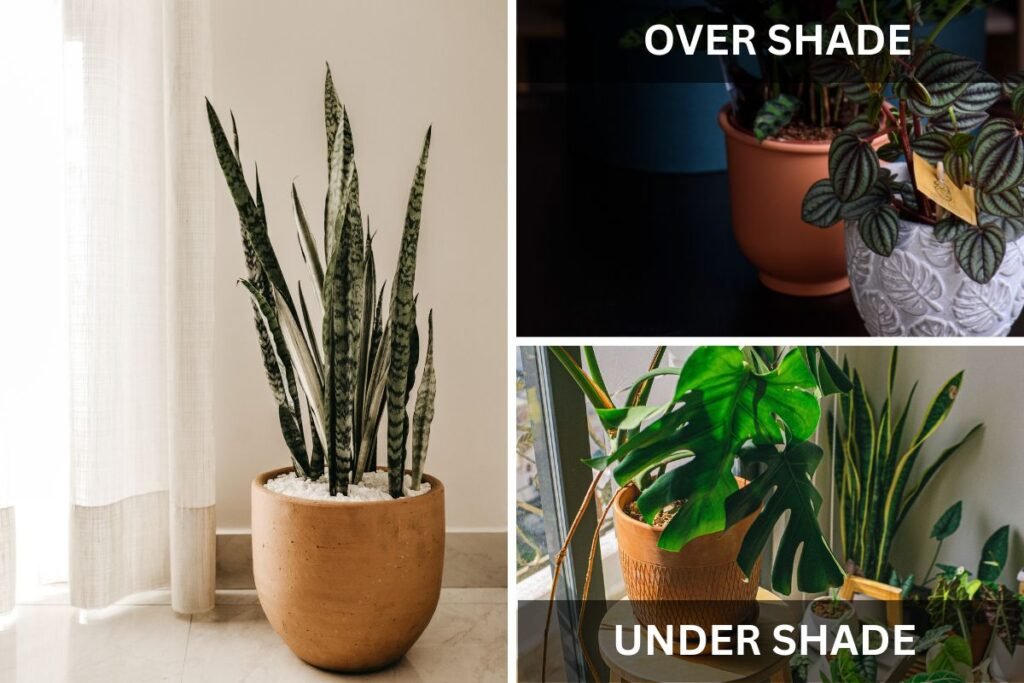 Signs of under Shade Plant