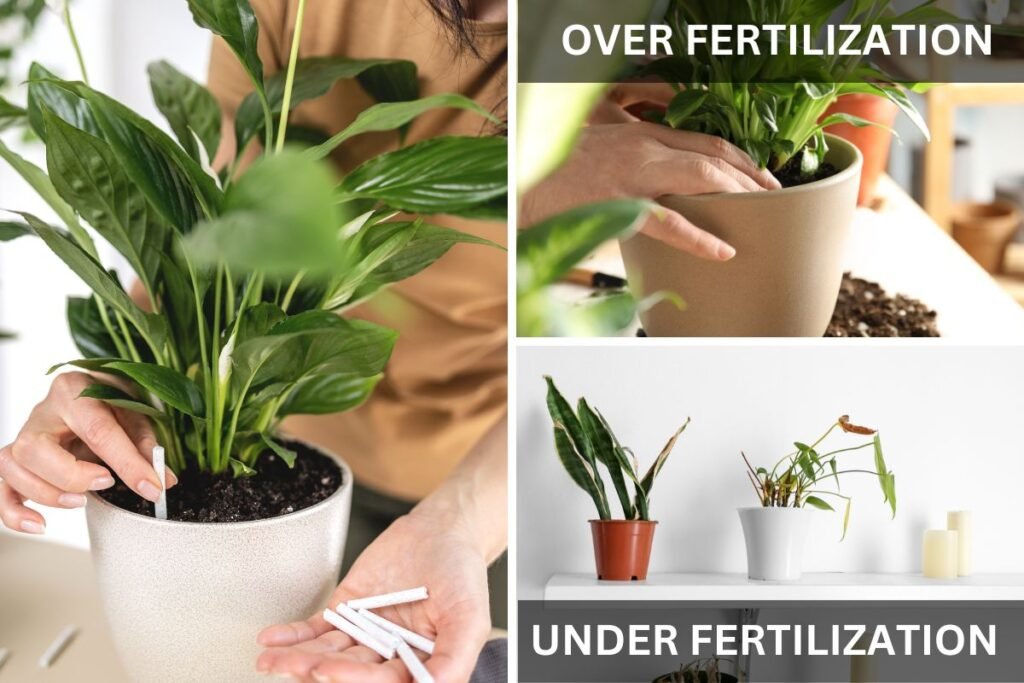Signs of under fertilization Plant
