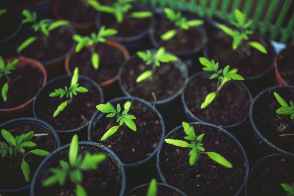 Soil and Fertilization for Healthy Tomato Plants