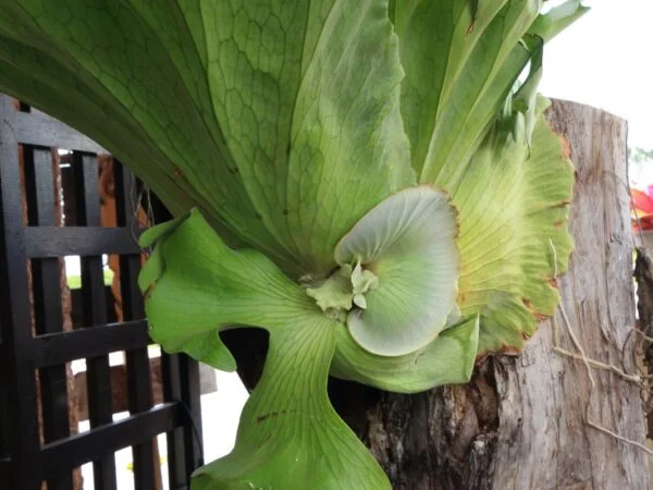 How Do You Care for Staghorn Ferns: Complete Guide