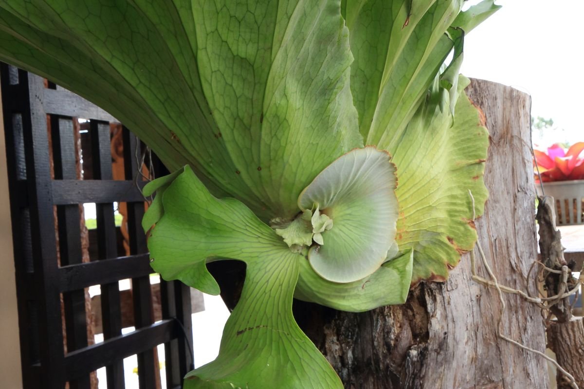 How Do You Care for Staghorn Ferns: Complete Guide