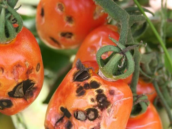 What Causes Black Spots on Tomatoes? Find Treatments!