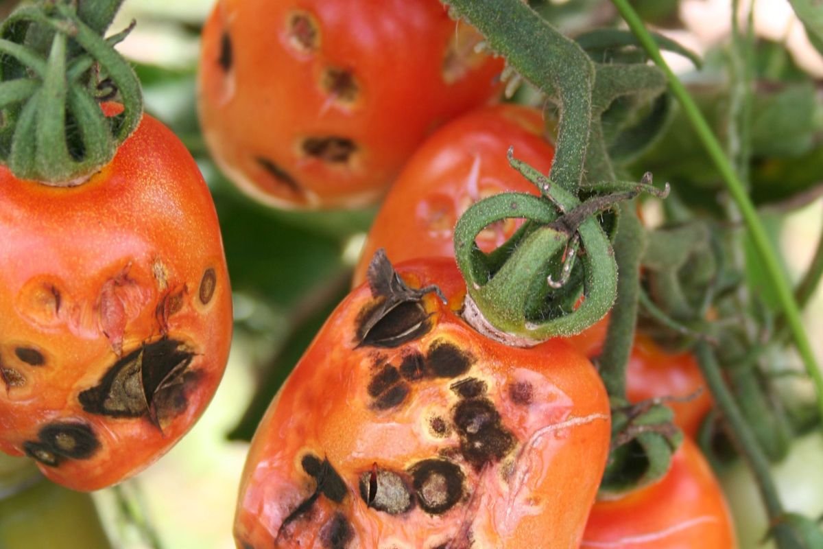What Causes Black Spots On Tomatoes? Find Treatments!