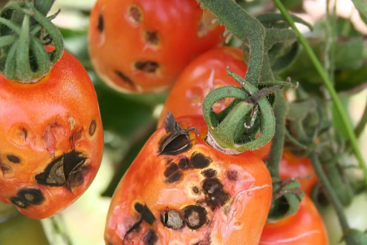 What Causes Black Spots on Tomatoes? Find Treatments!