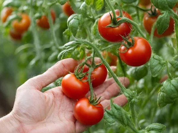 What Does Epsom Salt Do for Tomato Plants? Benefits and Tips
