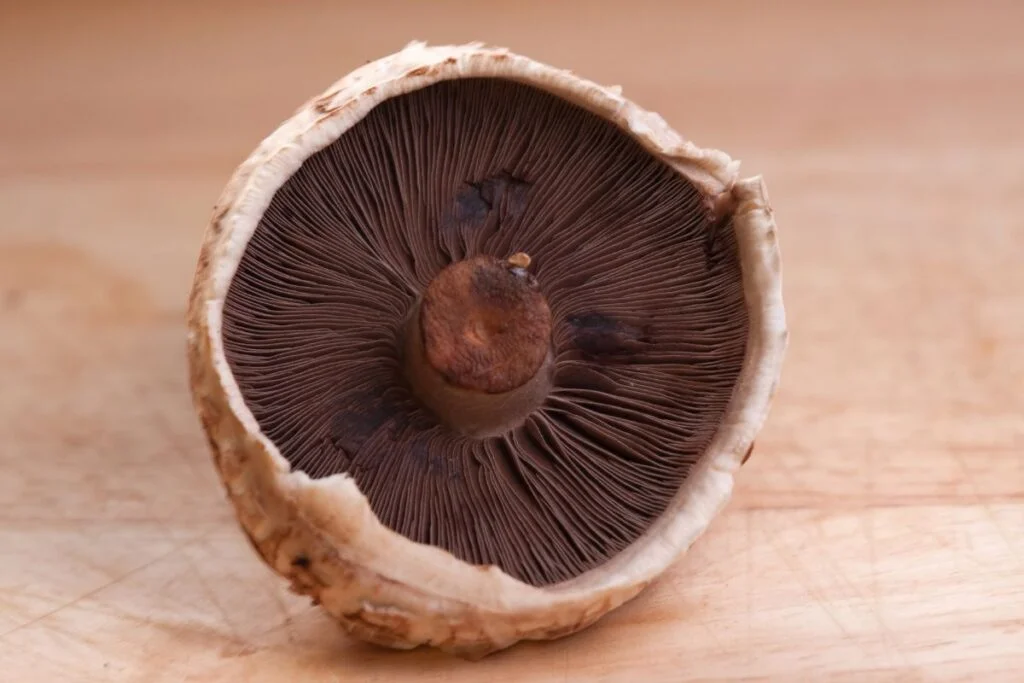 What is a Chestnut Mushroom: Nutritional Benefits, Culinary Uses & Growing Tips