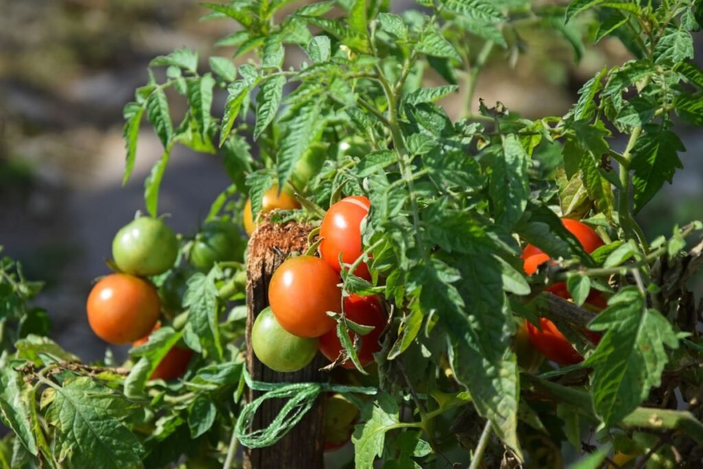 What to Do with Tomato Plants at End of Season