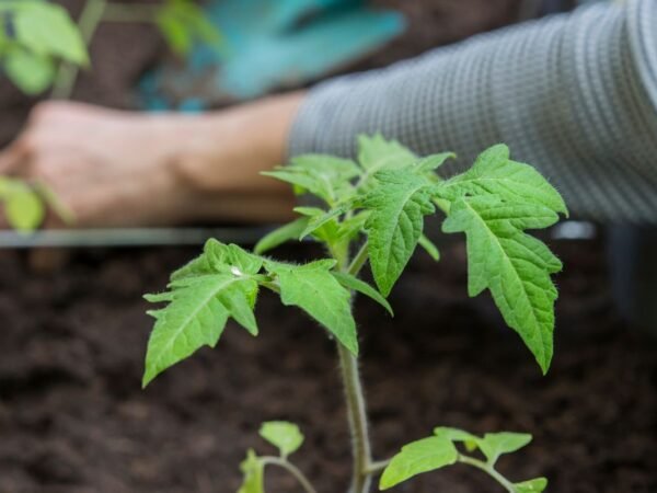 What to Do with Tomato Plants at End of Season: 5 Essential Tips