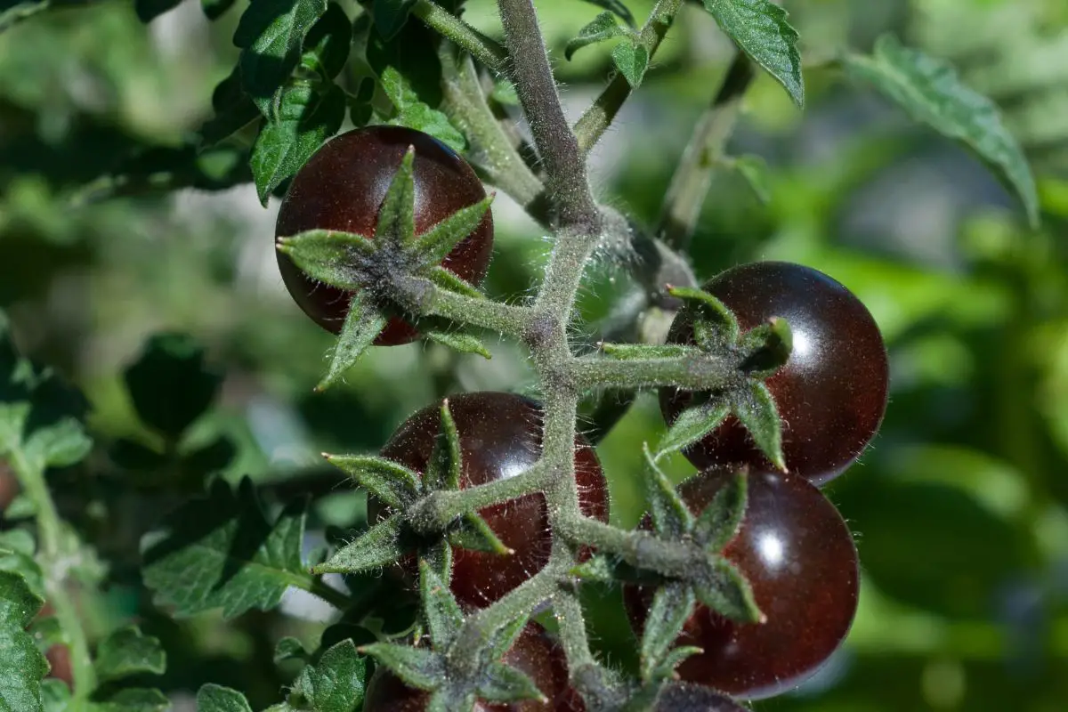 When are Heirloom Tomatoes in Season: A Complete Guide