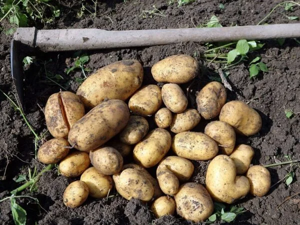When to Plant Potatoes in Zone 6: Optimal Growth Guide