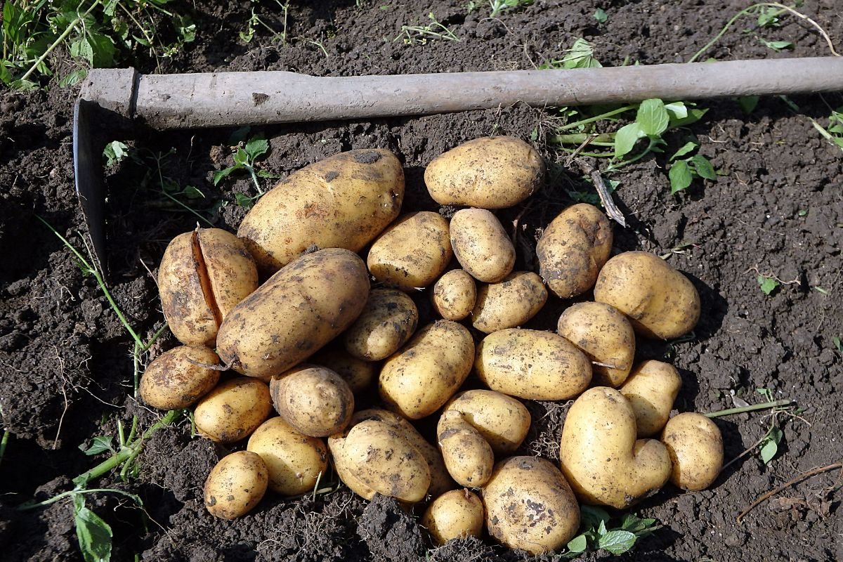 When to Plant Potatoes in Zone 6: Optimal Growth Guide