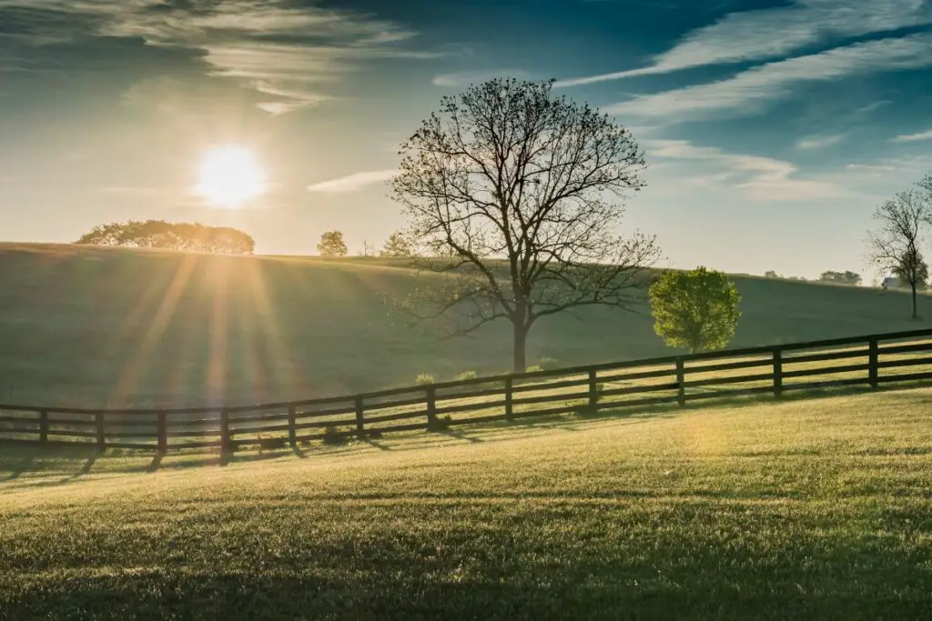 When to Plant Tomatoes in Kentucky