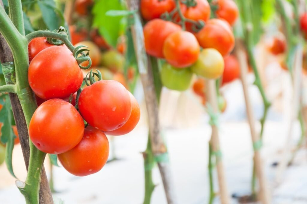When to Plant Tomatoes in Kentucky