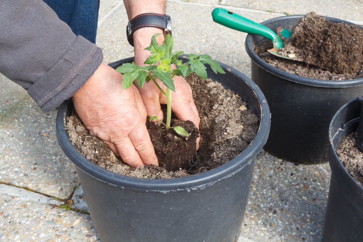 When to Repot Tomato Seedlings: Expert Tips for Optimal Growth