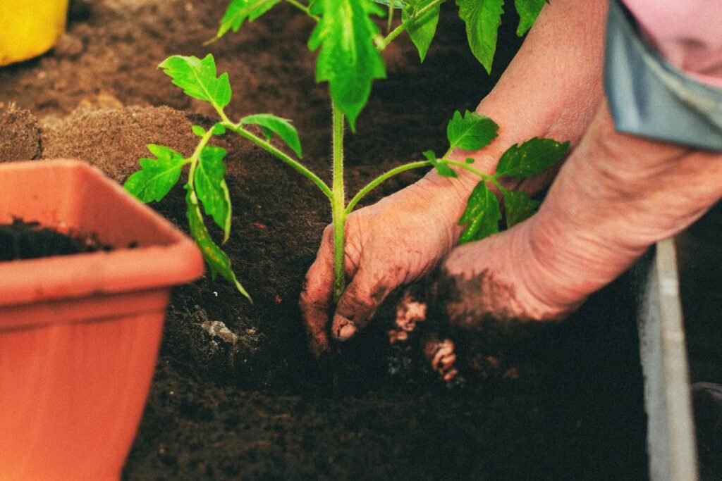 When to Repot Tomato Seedlings