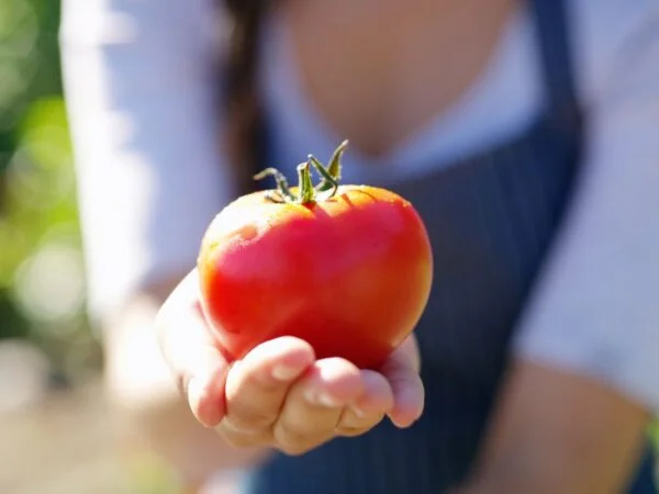 Where Were Tomatoes First Grown? Unveiling the Global Origins