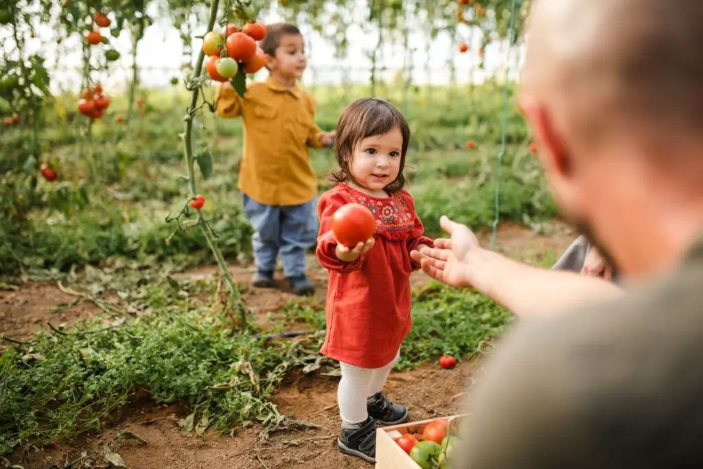 Where Were Tomatoes First Grown