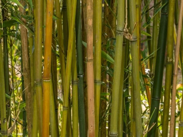 Why Does Bamboo Turn Yellow? 6 Causes & Fixes