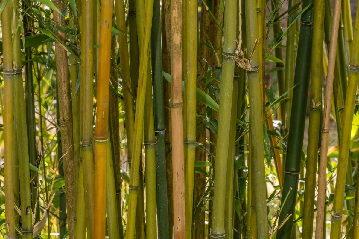 Why Does Bamboo Turn Yellow? 6 Causes & Fixes