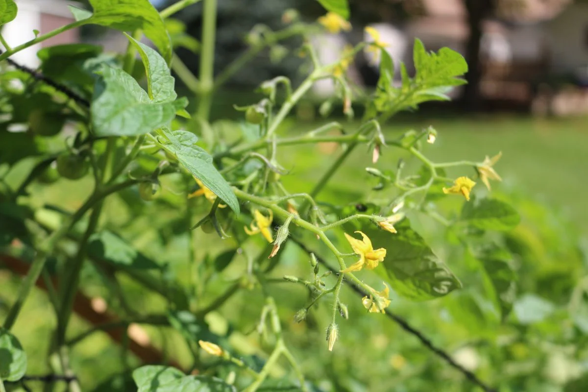 Why Tomato Plants Turn Yellow: Top 3 Reasons