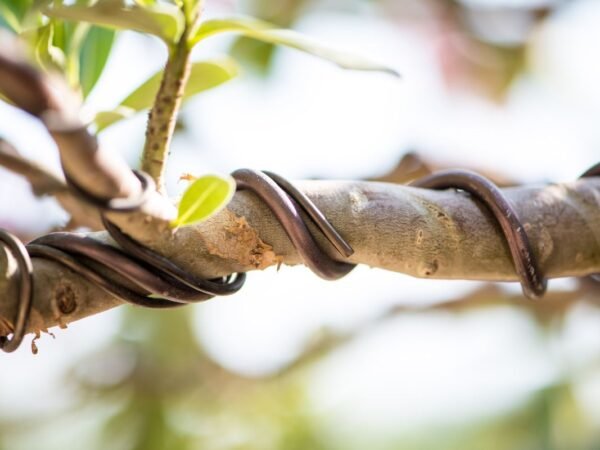 Wire Bonsai: Best Techniques for Stunning Results