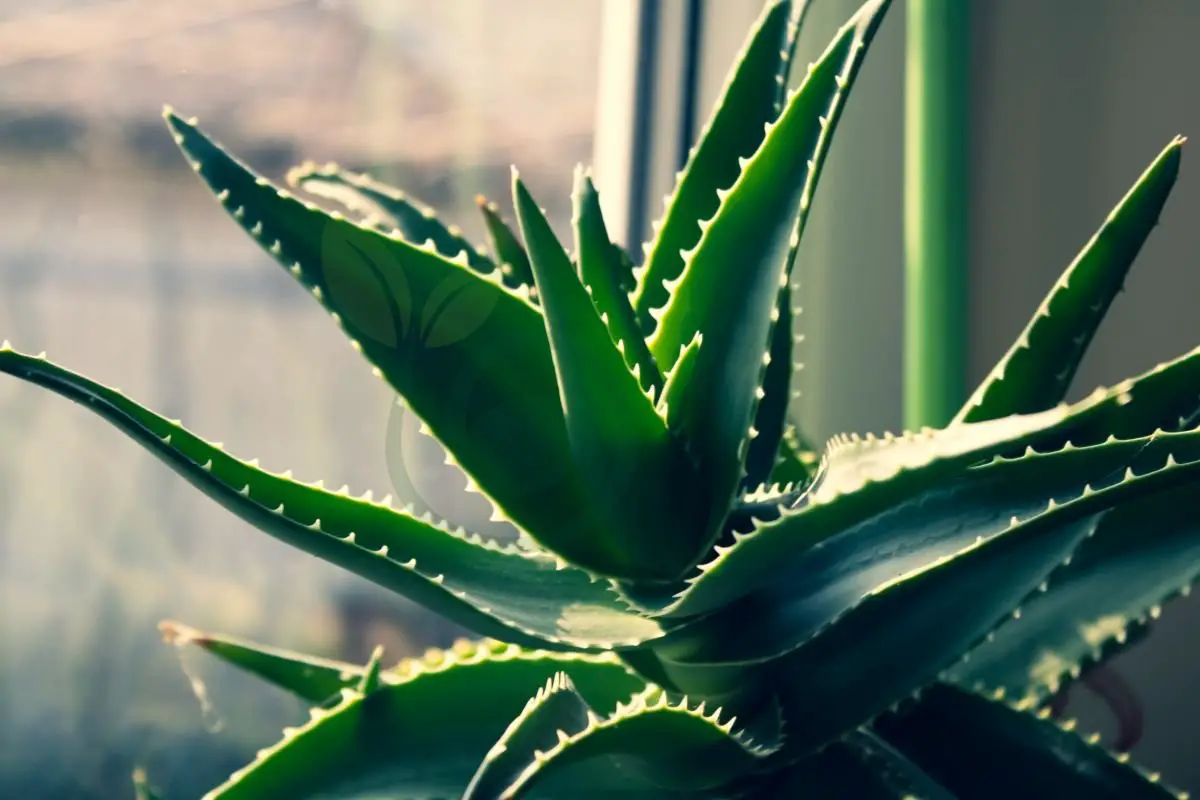 Benefits of Aloe Vera Plant in House: Care Guide & Health Benefits