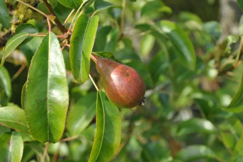 Anjou Pear Tree Care
