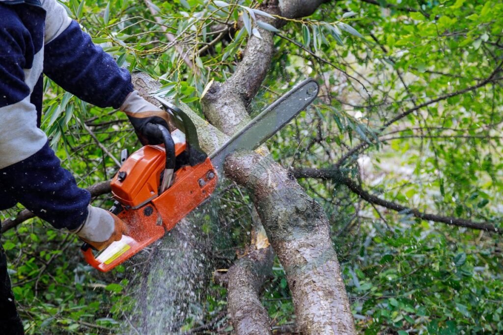 Basic Guide to Cutting and Trimming Trees