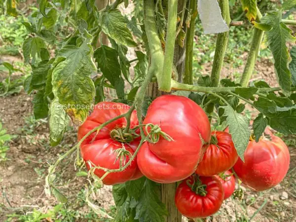 How Many Beefsteak Tomatoes Per Plant: Maximizing Yield and Harvest