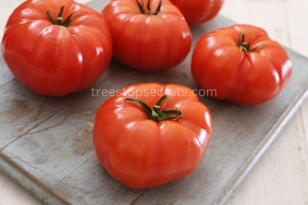 Beefsteak Tomatoes Harvesting and Storage