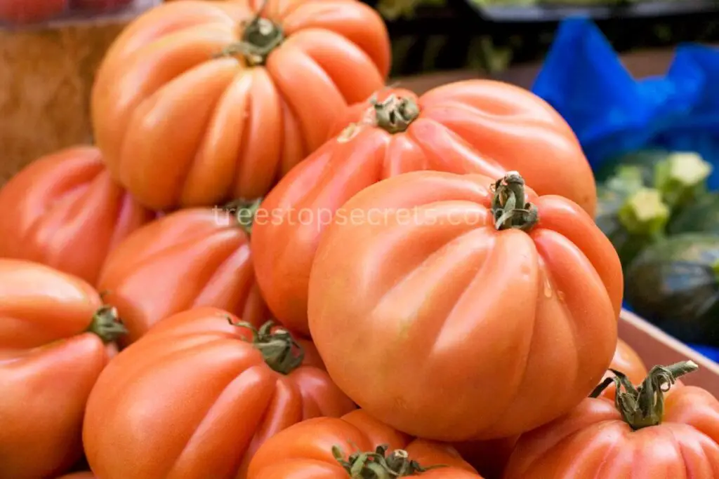 Beefsteak Tomatoes Harvesting and Storage