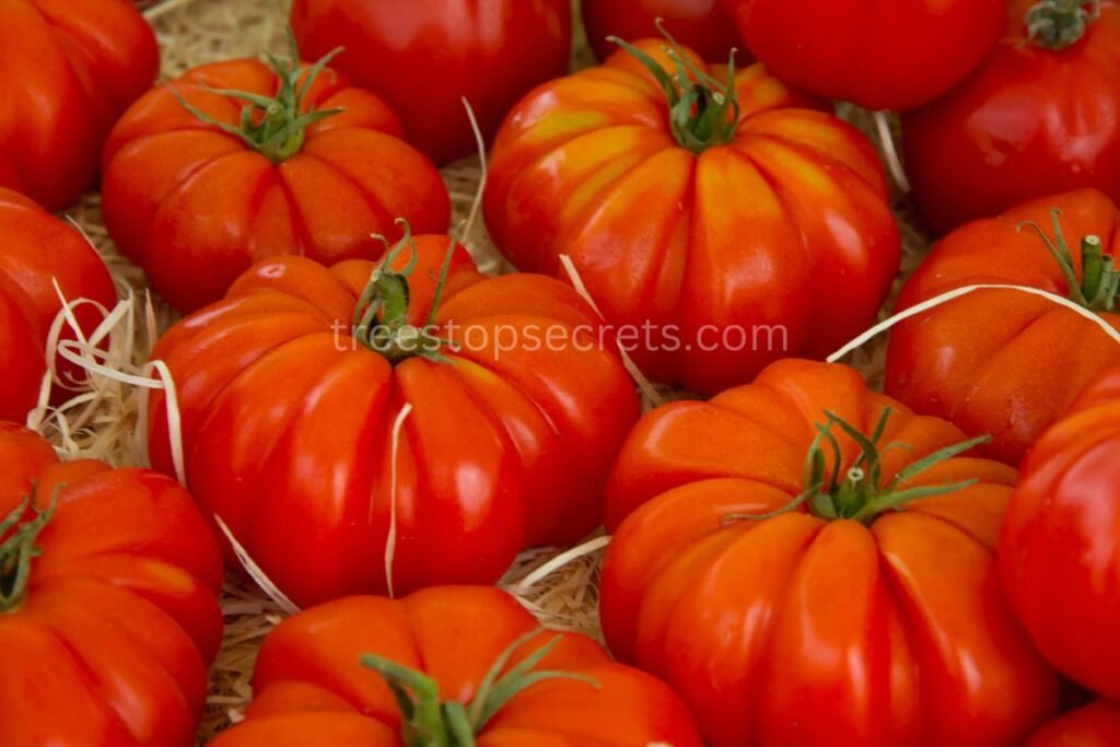 Beefsteak Tomatoes Troubleshooting Tips
