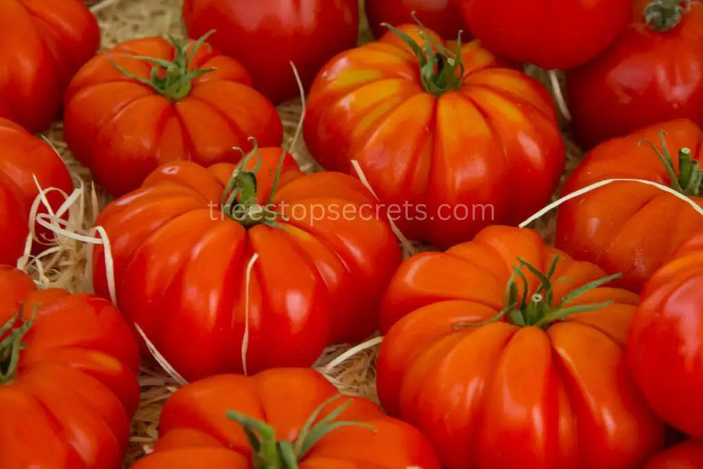 Beefsteak Tomatoes Troubleshooting Tips