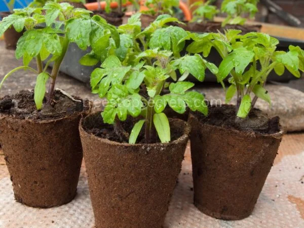 How to Grow Beefsteak Tomatoes in Pots: Complete Guide