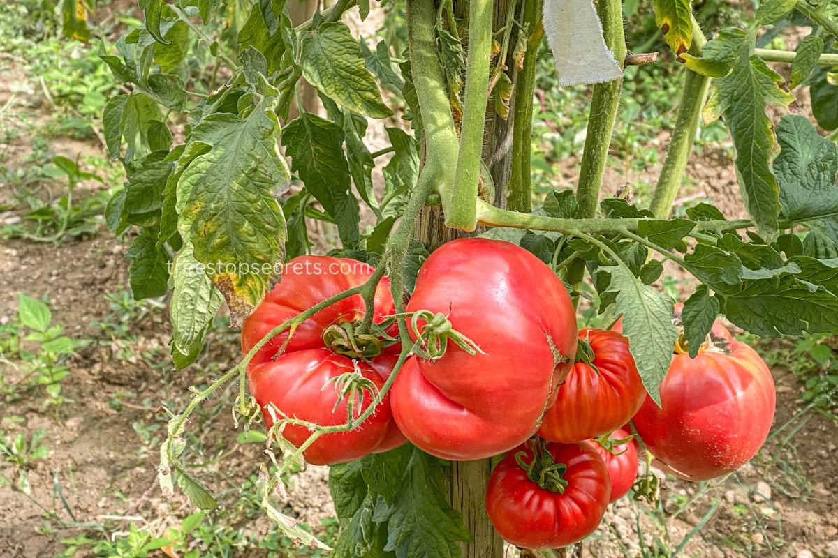How Many Beefsteak Tomatoes Per Plant: Maximizing Yield and Harvest