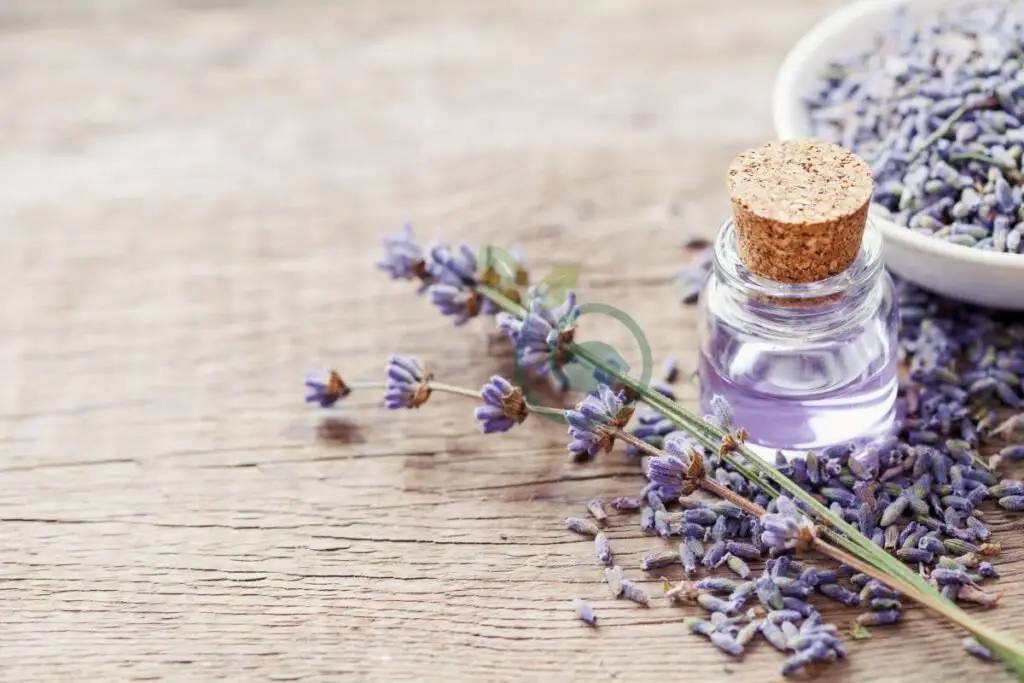 Benefits of Dried Lavender