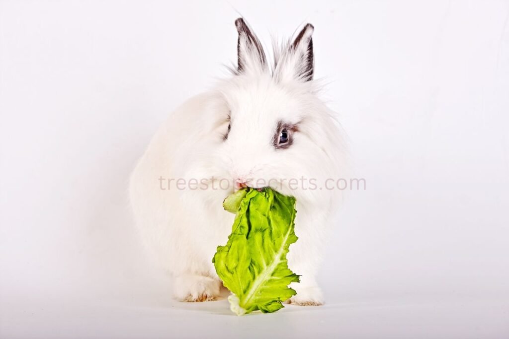Best Lettuce for Rabbits