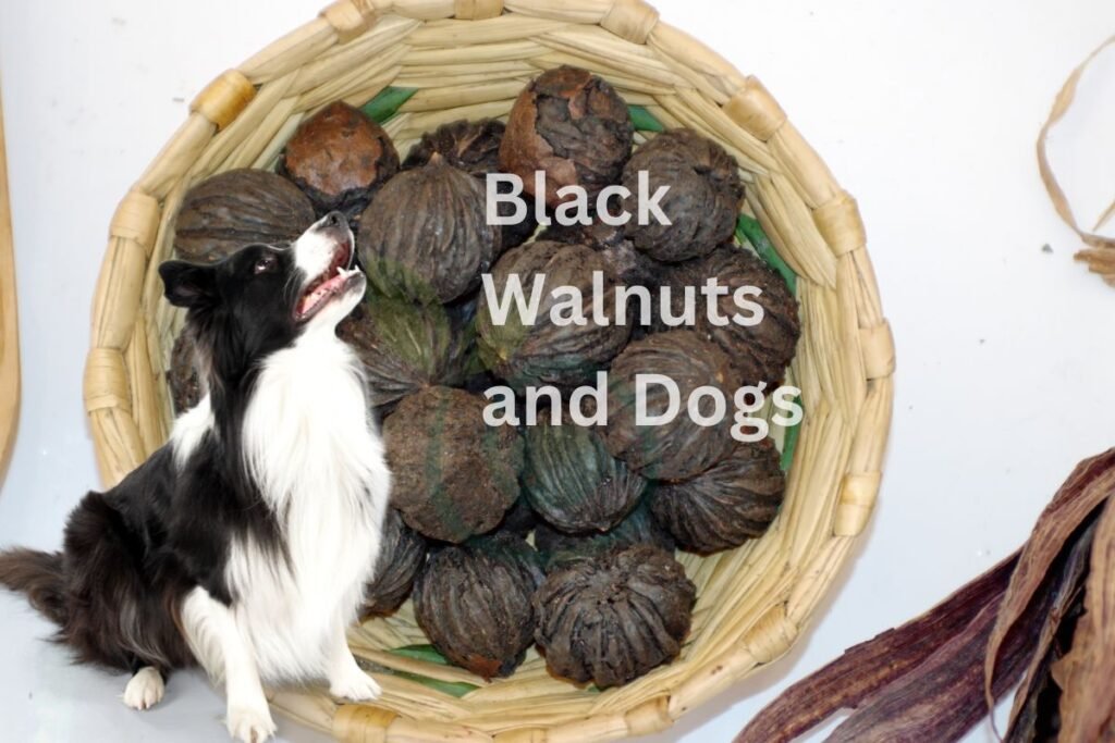 Black Walnuts and Dogs