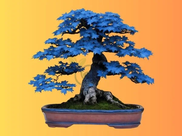 Blue Maple Bonsai Tree: Unveiling the Mystery