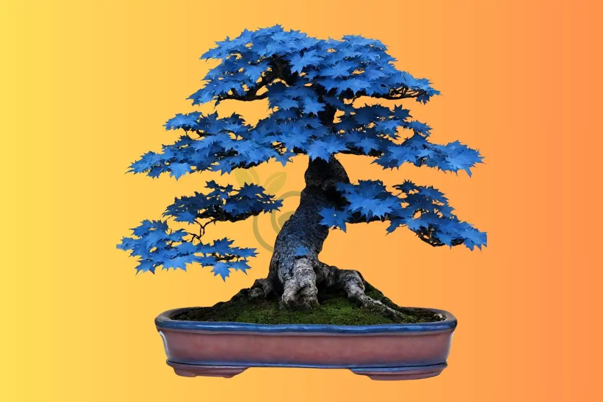 Blue Maple Bonsai Tree: Unveiling the Mystery