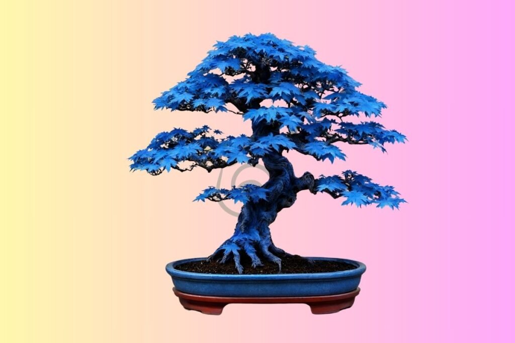 Blue Maple Bonsai Tree