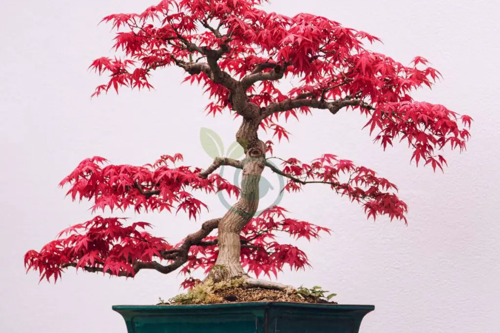 Red Maple Bonsai