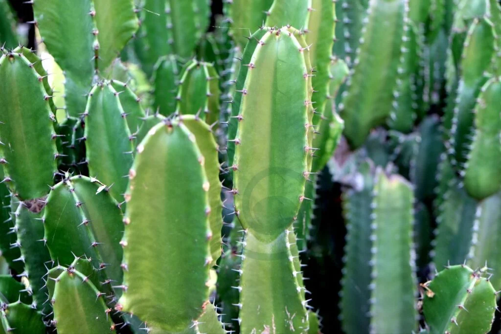 Cactus Size and Pot of San Pedro Cactus