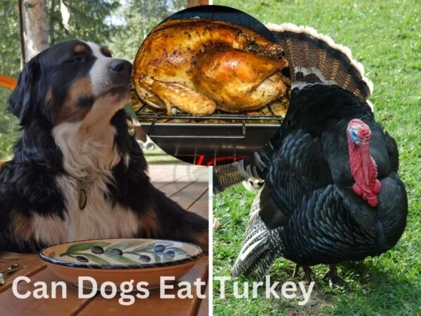 Can Dogs Eat Turkey? Safety Guidelines Explained